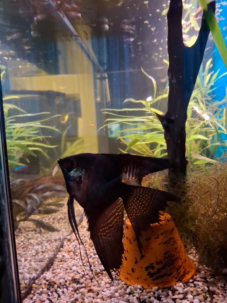 Zwarte sluier maanvis