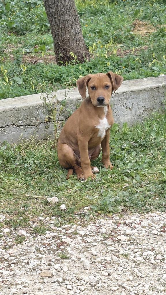 Dog Rescue Greece zoekt vrijwilligers, Vacatures, Starter
