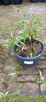 Jonge Zwarte Bamboe (Fargesia) - Geen Woekeraar, Ophalen