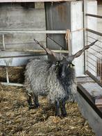 Racka ram, Mannelijk, Schaap