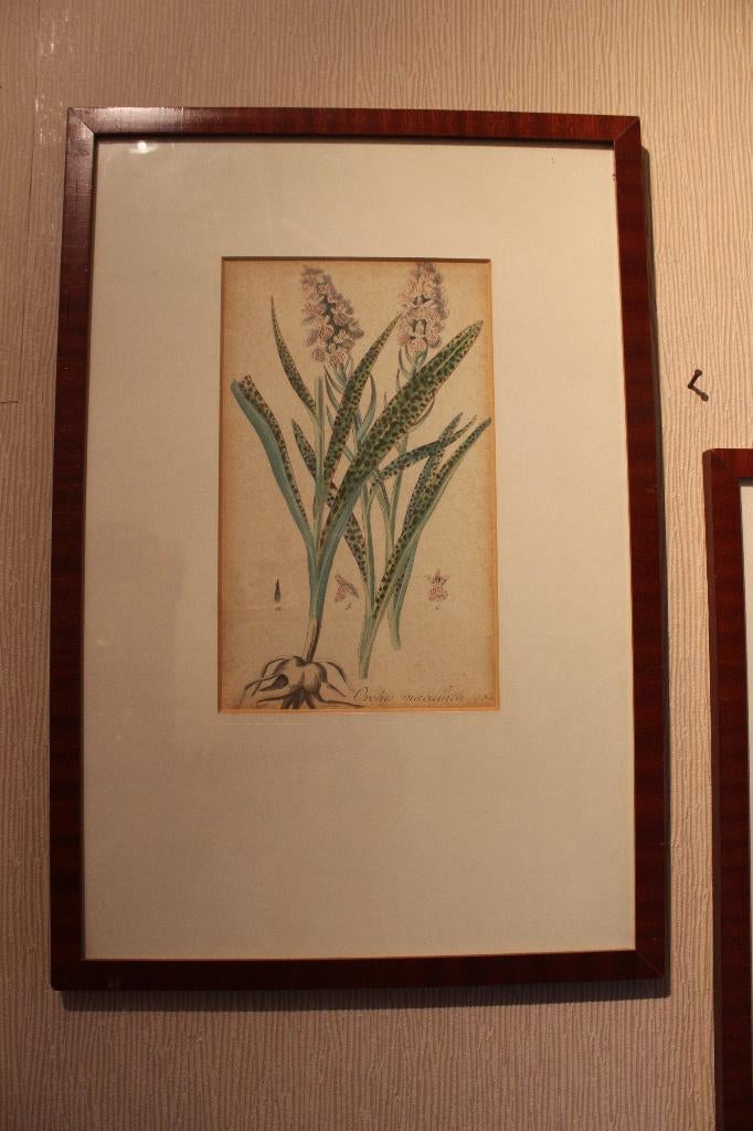 2 x Gravure J.C. Sepp 1814 en 1835, Ophalen of Verzenden, Flora en Fauna, 1800 - 1899