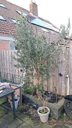 Grote olijfboom, Ophalen of Verzenden