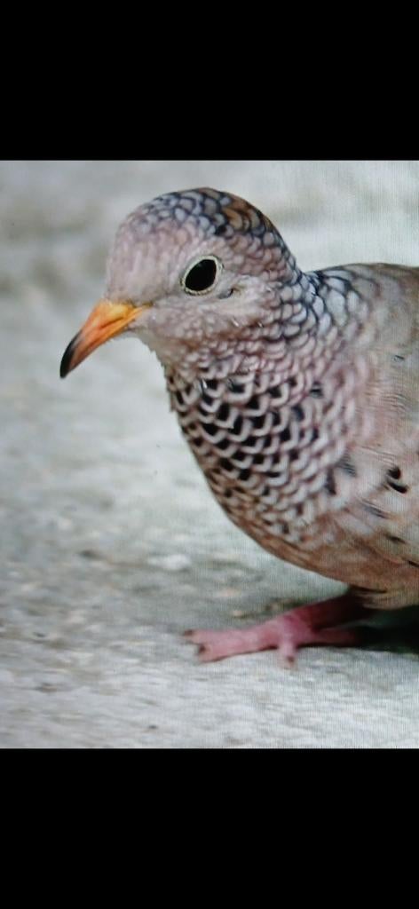 musduiven  (duivin), Vrouwelijk, Geringd