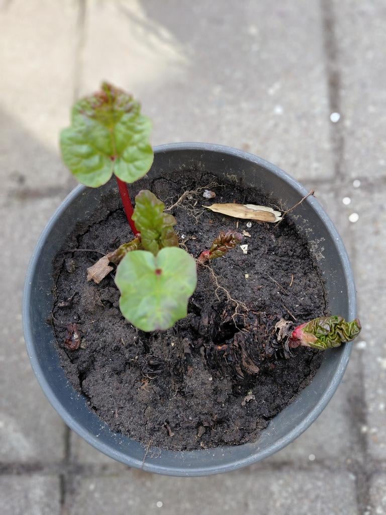 Rabarber, Tuin en Terras, Planten | Tuinplanten, Ophalen, Overige soorten, Volle zon