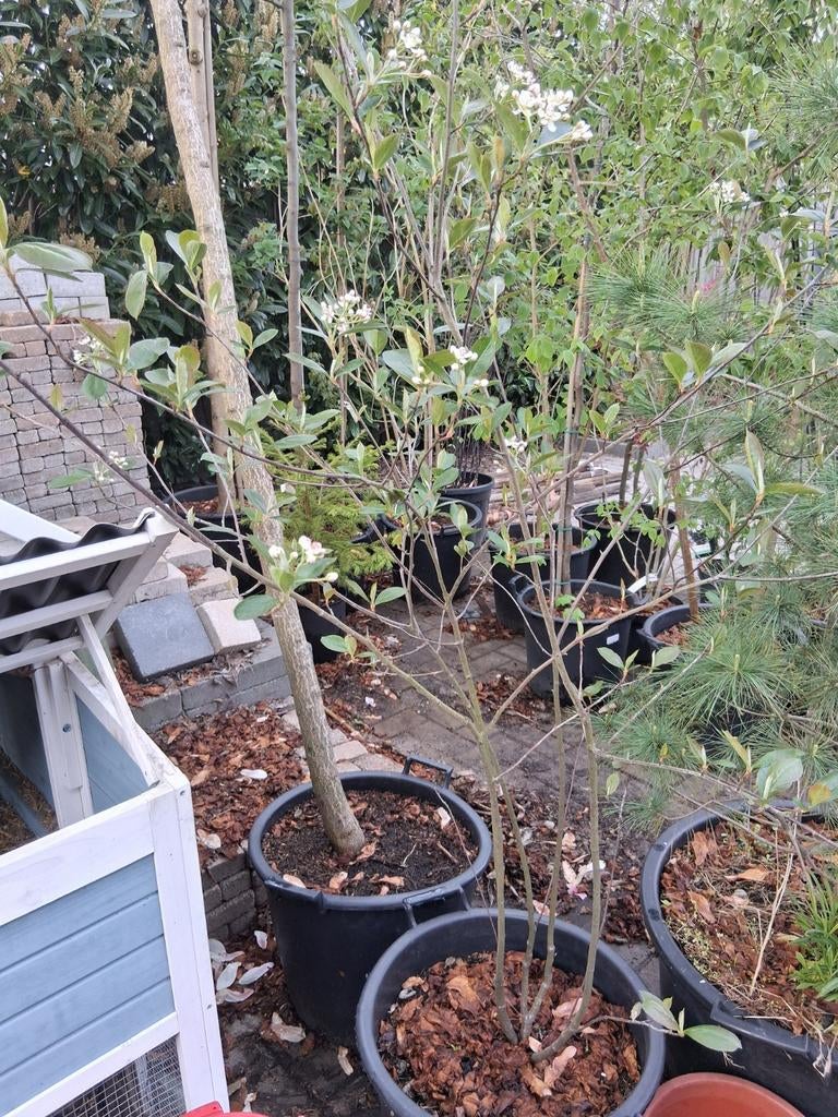 Aronia arbutifolia groot, Ophalen, Volle zon, Overige soorten