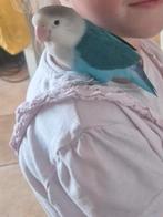 2 lieve Agapornissen, Vrouwelijk, Dwergpapegaai of Agapornis, Tam