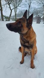 Gezocht goed huis voor onze mechelse herder, Dieren en Toebehoren, 6 jaar of ouder, Reu, Eén hond, Herder