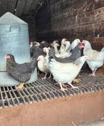 kippen tegen de leg, Vrouwelijk, Kip