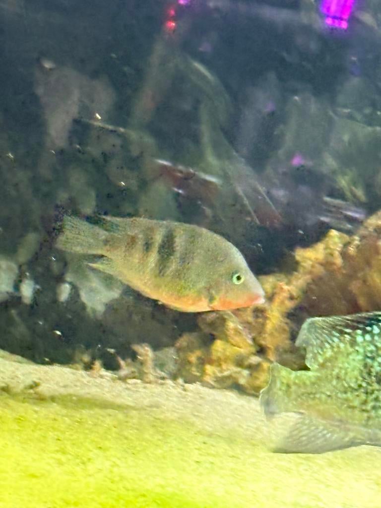 Vuurkeel cichlide, Dieren en Toebehoren, Vis