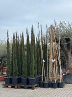Italiaanse cipressen!, Bloeit niet, Overige soorten, 100 tot 250 cm, Ophalen