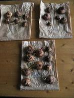 Gladiolen bollen wit, rood en paars, Ophalen, Voorjaar, Volle zon, Knol