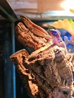 Leiocephalus personatus - maskerleguaan, Hagedis, 0 tot 2 jaar