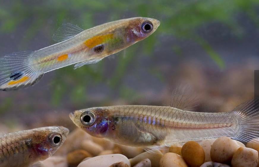 Guppies te koop, Dieren en Toebehoren, Vissen | Aquariumvissen, Vis