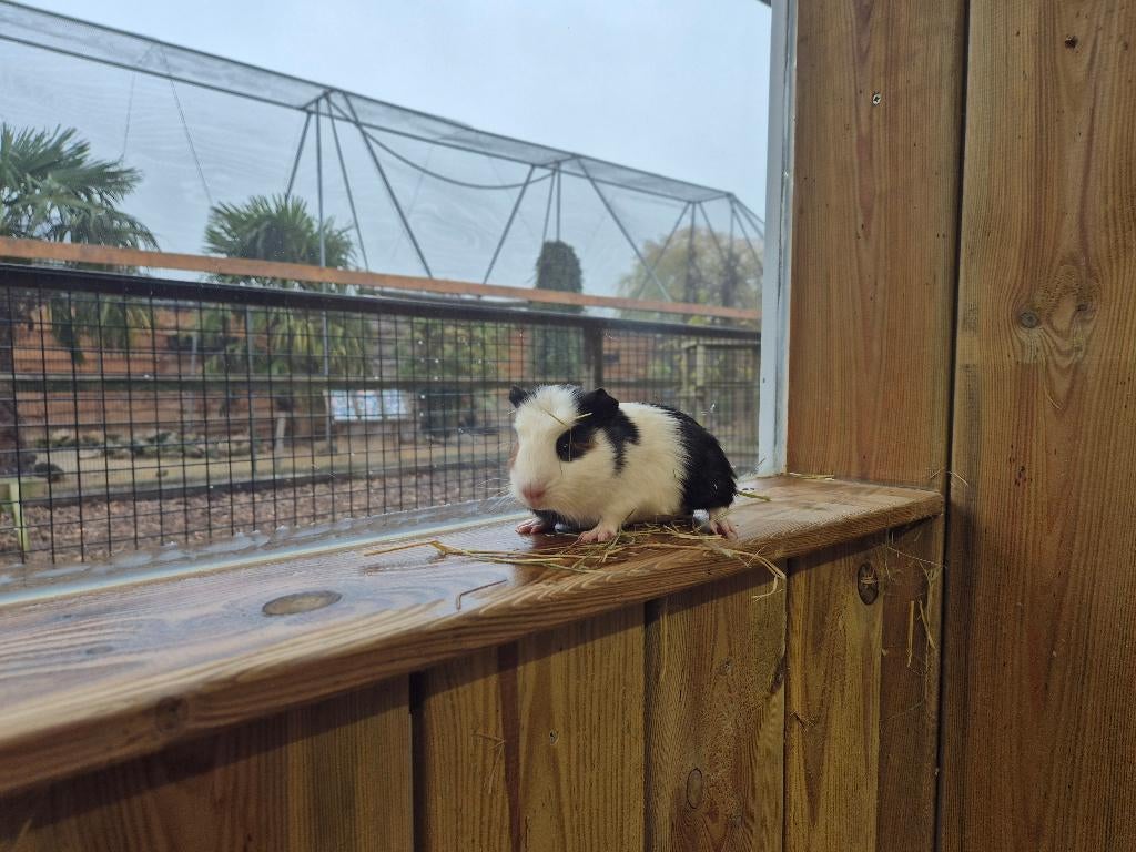 Cavia zeugjes | Jonge cavia's | Gezonde dieren, Dieren en Toebehoren, Knaagdieren, Cavia, Februari, Vrouwelijk, Tam