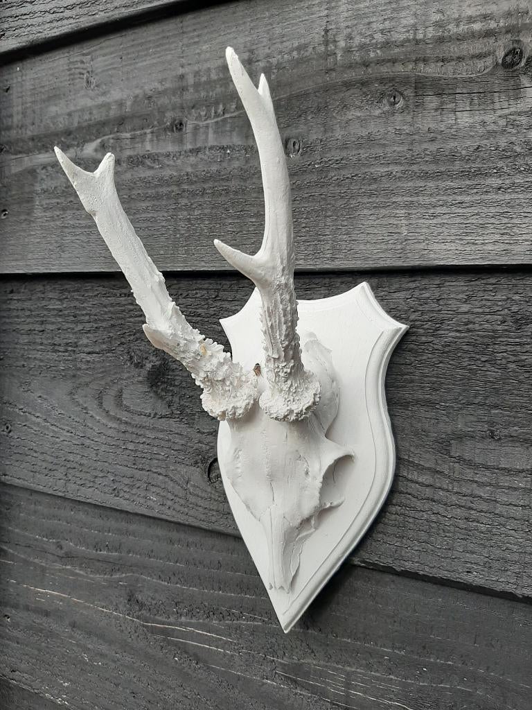 Partij 350 stuks Ree gewei Reebok Hertgewei / jachttrofee, Ophalen