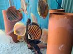 Paraconi Yellow Wild Cross Discus, Sympysodon Discus, Dieren en Toebehoren, Vissen | Aquariumvissen, Vis, Zoetwatervis