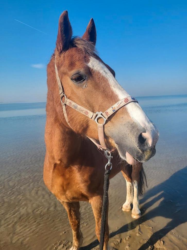 verzorgster gezocht voor onze duncan, Dieren en Toebehoren, Paarden en Pony's | Verzorgingsproducten, Ophalen of Verzenden