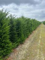 Taxus Baccata 175/225, Ophalen, Taxus, Haag, 100 tot 250 cm