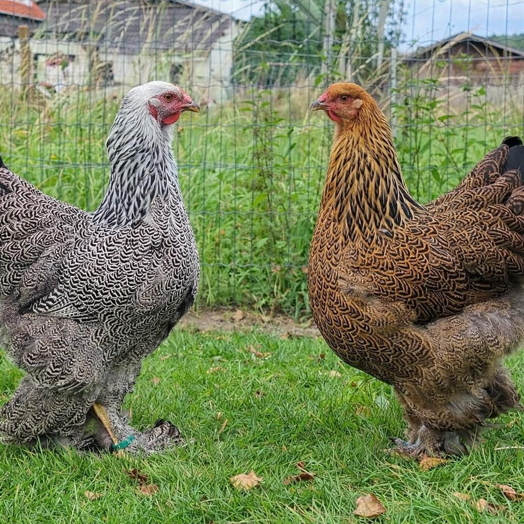 Brahma groothoender kuikens hennen meerdere kleuren, Dieren en Toebehoren, Pluimvee, Vrouwelijk, Kip