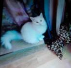 Ragdoll, Kater, Ontwormd, 0 tot 2 jaar