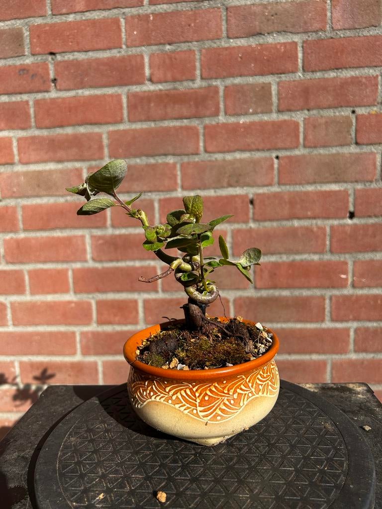 Kleine bonsai, Volle zon, Vaste plant, Bloeit niet, Ophalen