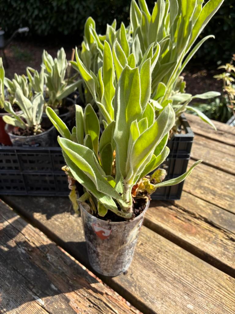 Tuinplant Roze prikneus, Ophalen, Vaste plant, Overige soorten, Halfschaduw