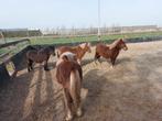 Zeer makke Shetland, NSPS veulens, Dieren en Toebehoren, Pony's, Met stamboom, Niet van toepassing, 0 tot 2 jaar, A pony (tot 1.17m)