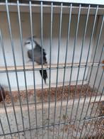 Valkparkiet man 17.50 is twee jaar, Dieren en Toebehoren, Vogels | Duiven, Mannelijk, Overige soorten