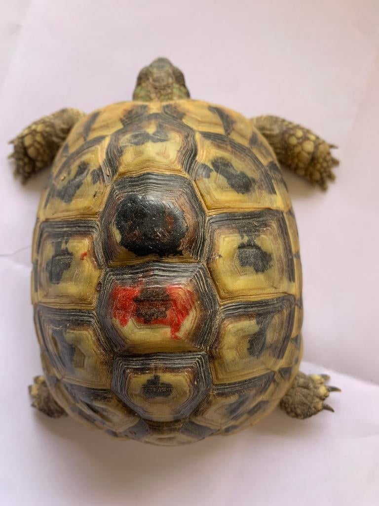 Griekse landschildpad-Testudo Hermanni Boetgerie Tortoise - female for sale from amie.van.remoortere