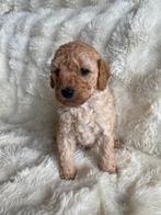 Reutje half australian mini labradoodle, 8 tot 15 weken, Eén hond, Nederland, Fokker | Hobbymatig
