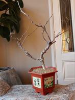 Wisteria Floribunda Red bonsai, Ophalen of Verzenden, Minder dan 100 cm, Overige soorten, Zomer