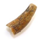 Zeldzame Krokodillentand - Kyzyl Kum Woestijn, Uzbekistan, Ophalen of Verzenden, Fossiel