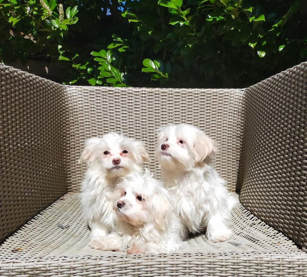 Leuke Boomer pups ShihTzu x Maltezer. Nog 2 reutjes!!, Dieren en Toebehoren, Honden | Chihuahua's en Gezelschapshonden, Parvo