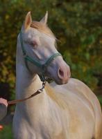 Prachtige 4-jarige ruin met bijzondere kleur, E pony (1.48m - 1.57m), Met stamboom, Ruin, Dressuurpony