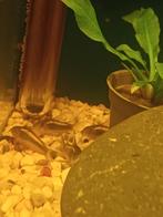 Corydora orange laser, Dieren en Toebehoren, Vis