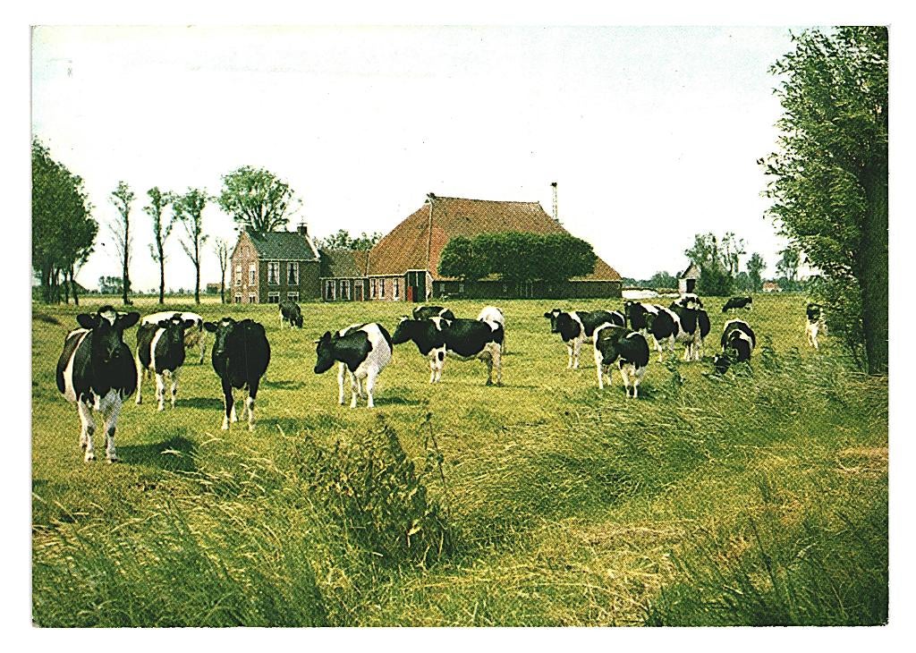 802292 Vrouwenpolder Zeeland 1975 Warga Camping Oranjezon, Verzamelen, Ansichtkaarten | Nederland, Ophalen of Verzenden, 1960 tot 1980