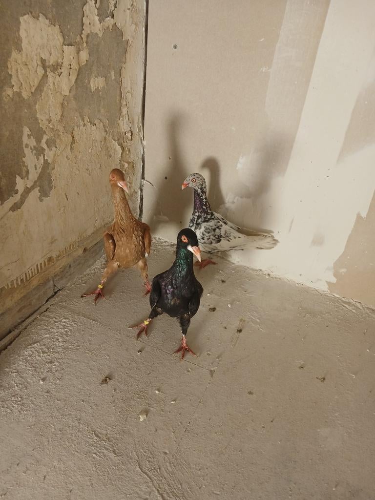 Twee koppel duiven, Meerdere dieren, Overige soorten