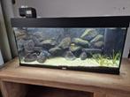 Juwel rio 180 met malawi cichliden, Ophalen, Gebruikt, Gevuld zoetwateraquarium