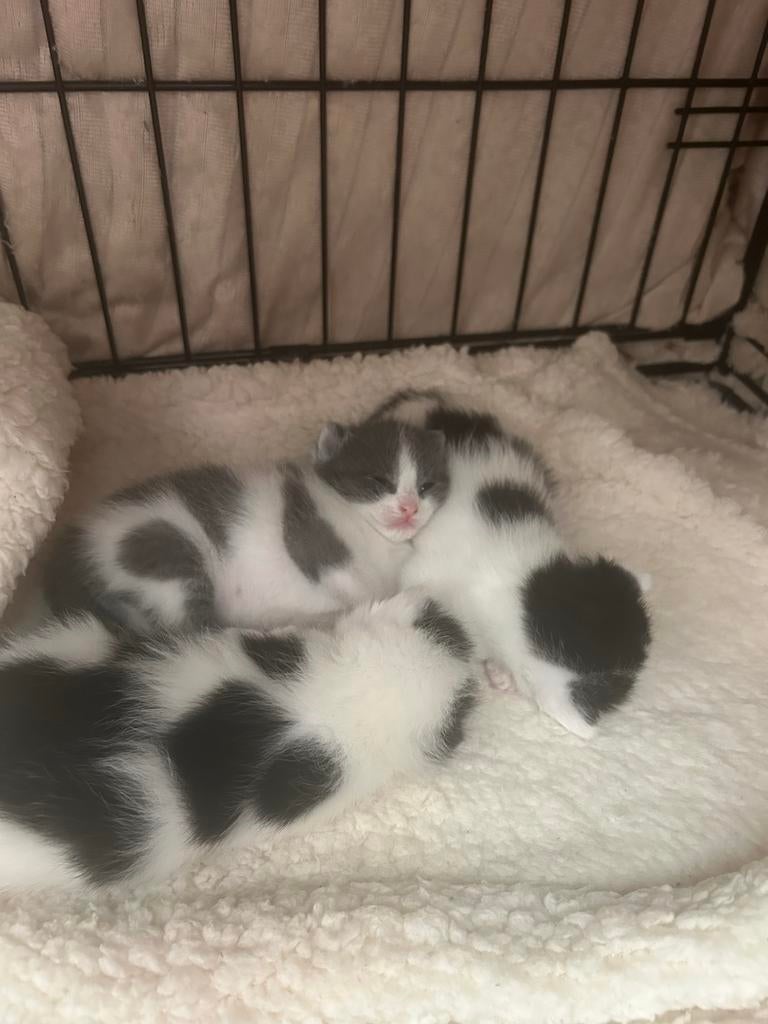 Kittens, Meerdere dieren