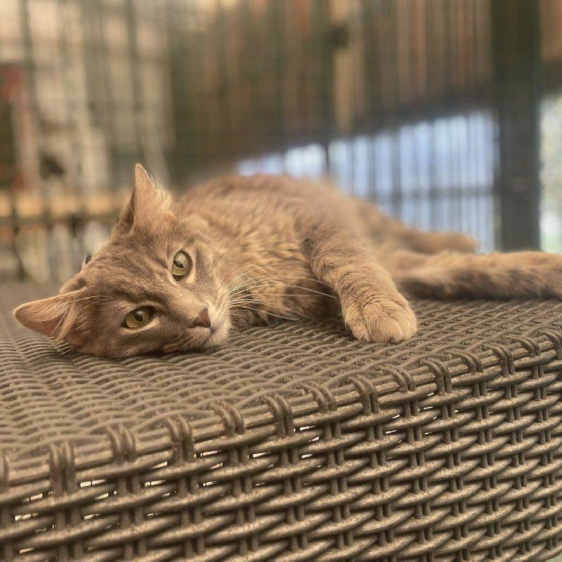 ACE: Ulysse is op zoek naar een begrijpende thuis, Kater, Kortharig, 0 tot 2 jaar