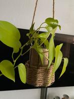 Epipremnum ‘ Golden Pothos ‘ ( Neon) inclusief hangpot., Ophalen of Verzenden, In pot, Minder dan 100 cm