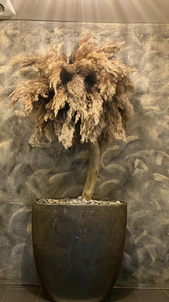 Handgemaakte Pampusboom in Pot, Ophalen, Zo goed als nieuw