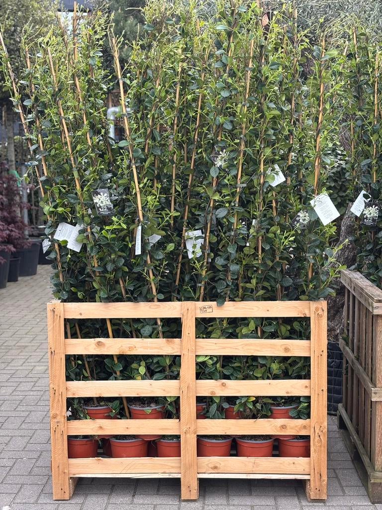 Suinga Verpakking met 25 bamboe klimhulpen, 200 cm (8-10 mm), robuuste bamboestokken voor planten, bomen en groenten, plantenstandaard, tomatensteunen voor klimplanten