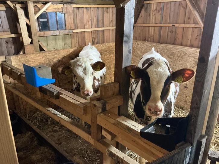 2 jonge rode Holstein pinken te koop vrouwelijk, Dieren en Toebehoren, Runderen, Vrouwelijk