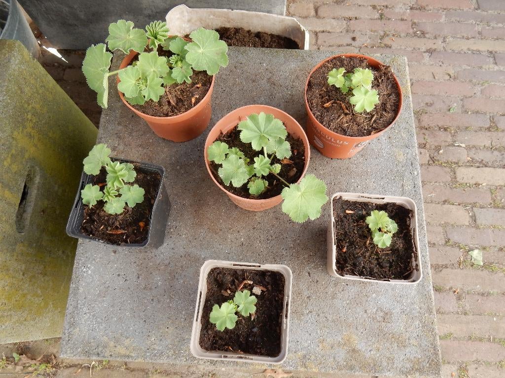 VROUWENMANTEL, Tuin en Terras, Planten | Tuinplanten, Volle zon, Vaste plant, Zomer, Ophalen