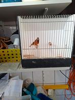 Kruising kapoetsensijsxkanarie, Mannelijk, Tropenvogel