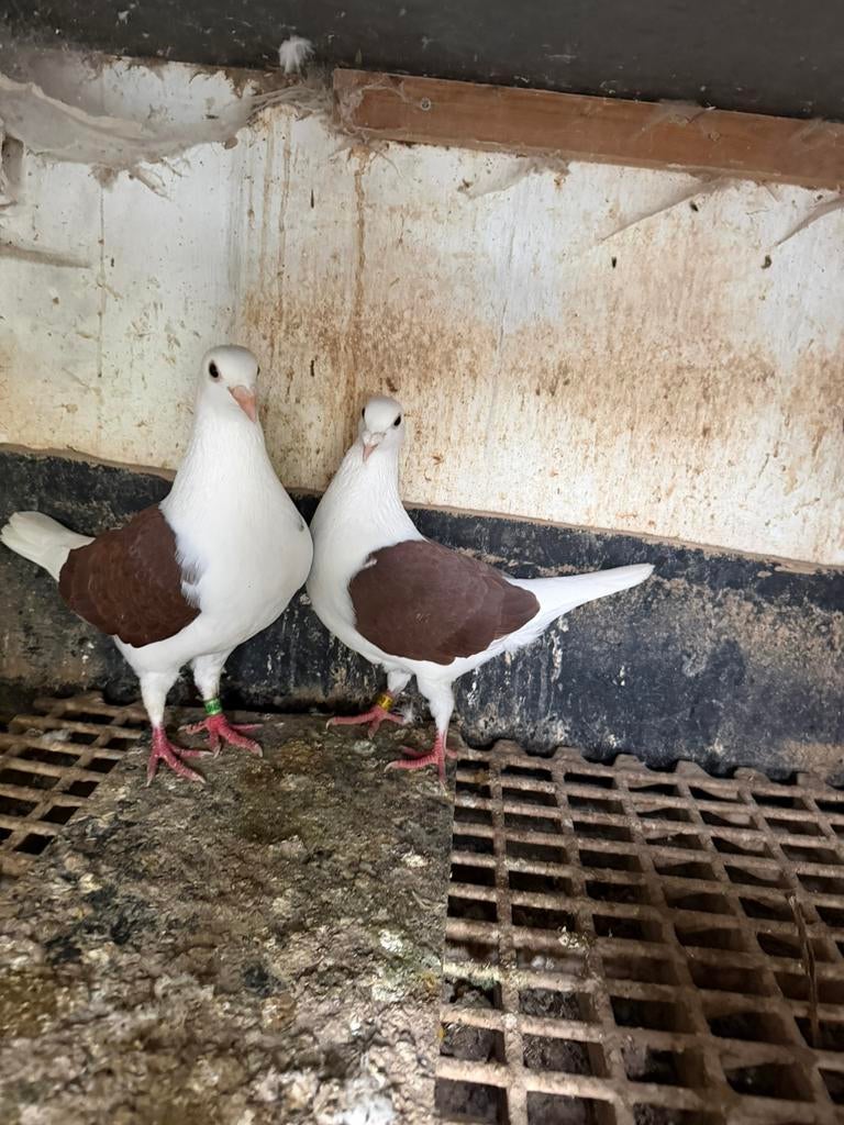 rode vleugel postduiven, Dieren en Toebehoren, Meerdere dieren, Postduif