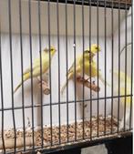 waterslager kanarie, Mannelijk, Kleurkanarie