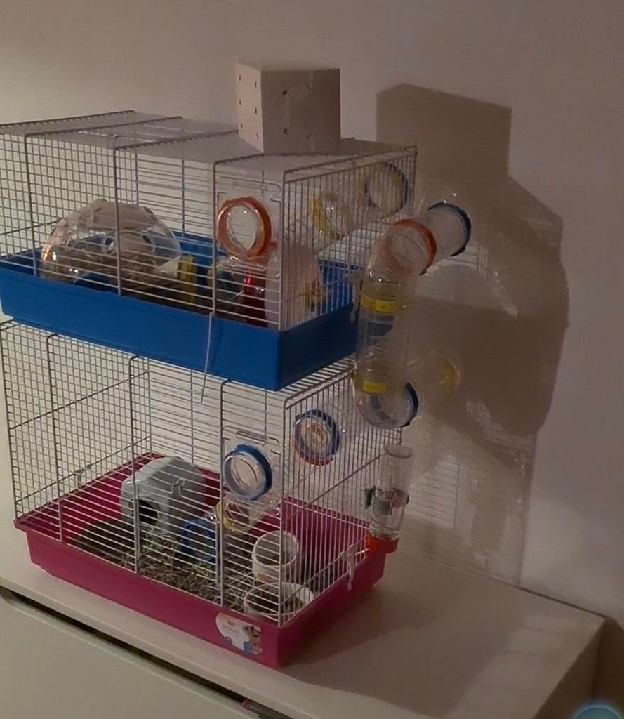 Grote, leuke hamsterkooi met ren, Dieren en Toebehoren, Kooi, Gebruikt, Minder dan 75 cm, Hamster