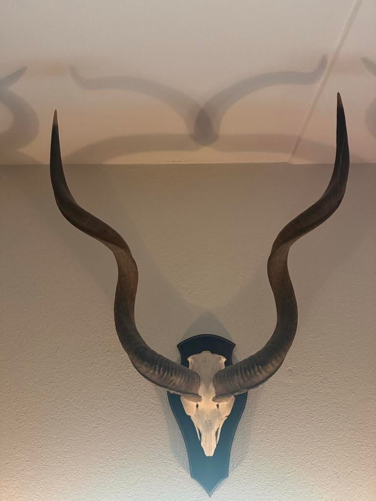 Koedoe Wandtrofee met Schedel en Hoorns, Ophalen, Gebruikt